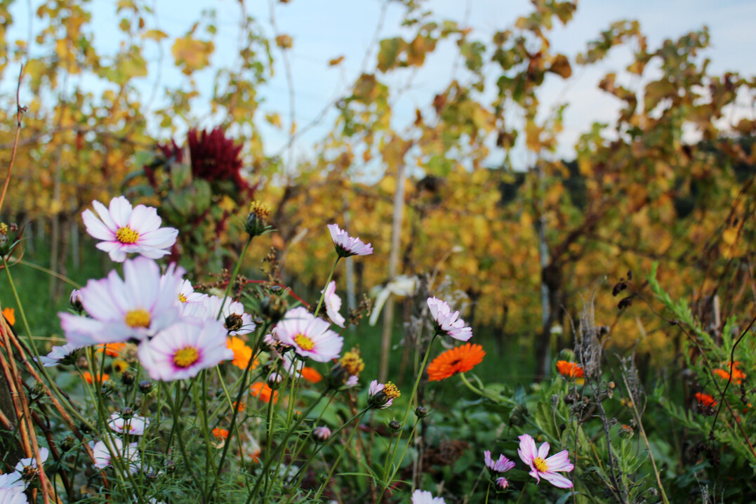 Das Biodiversitätsbewusstsein in der Landwirtschaft ist hoch.