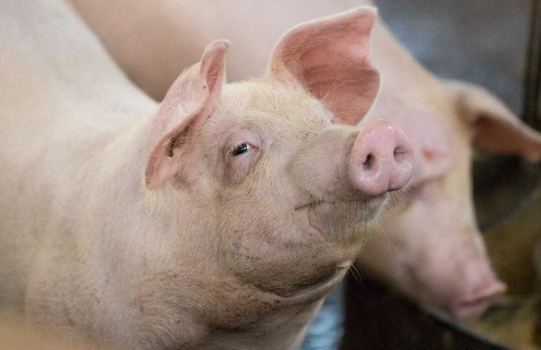 Schweine warten auf Fütterung.