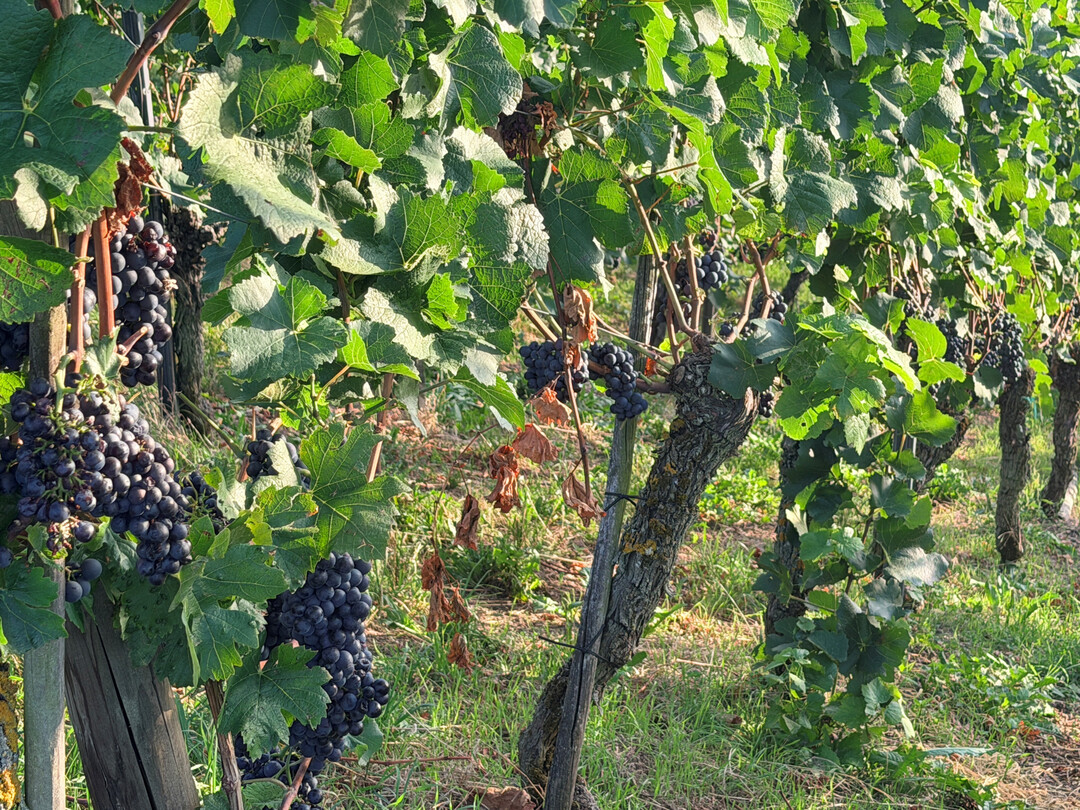 Rote Weintrauben am Stock im September.