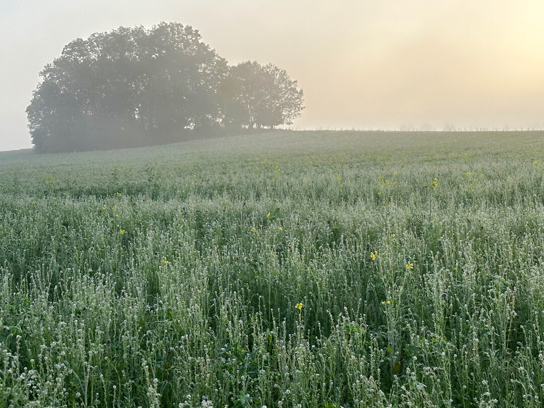 Umwelt- und Klimaschutzmaßnahmen werden wohl vor allem in Gegenden mit geringer Wertschöpfung umgesetzt.