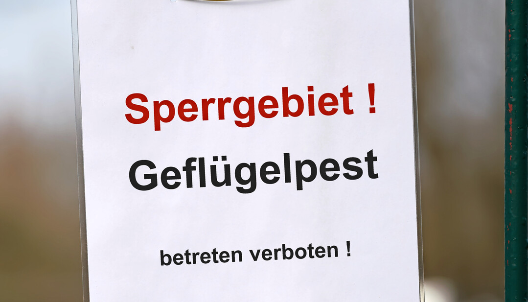 Das Friedrich-Loeffler-Institut fragt Geflügelhalter nach ihren Erfahrungen mit den sozialen und wirtschaftlichen Folgen der Geflügelpest.