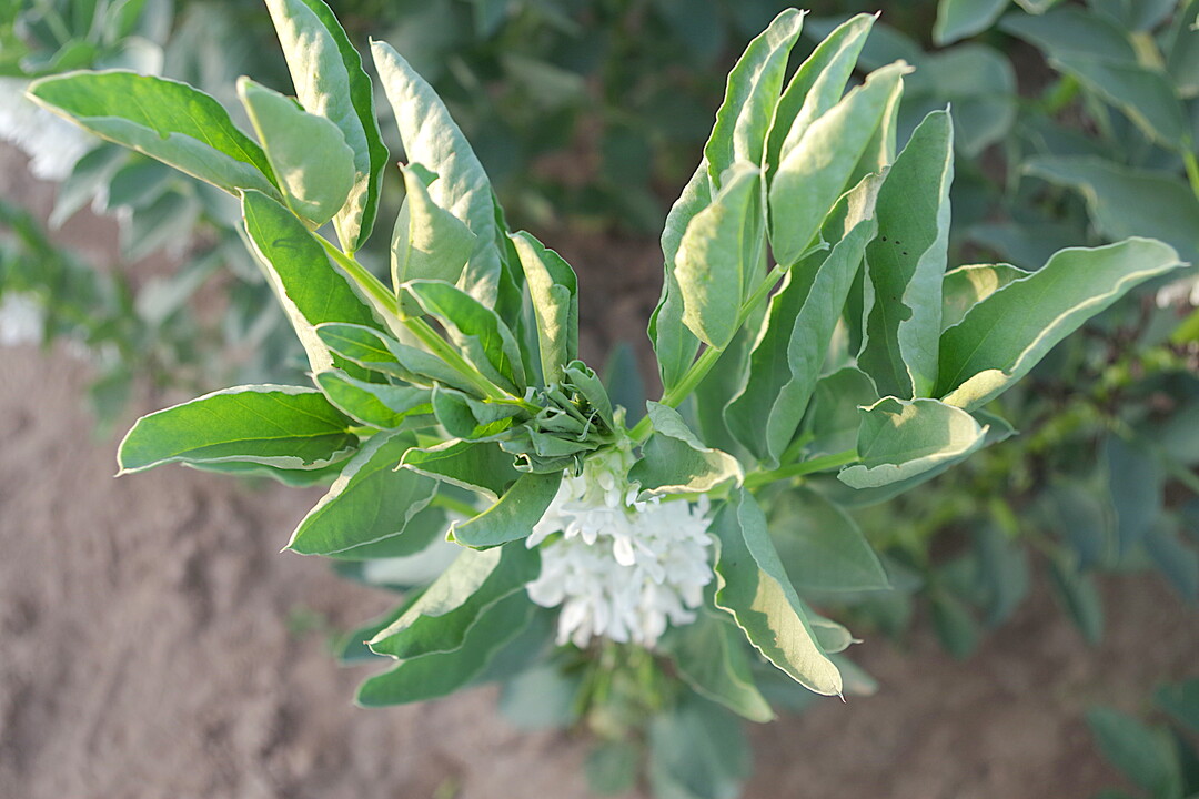 Ackerbohnen-Pflanze von oben.