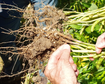 Sojapflanzen haben pr�chtige Kn�llchen. Warum gehen andere Pflanzen keine solchen Symbiosen mit Bakterien ein?