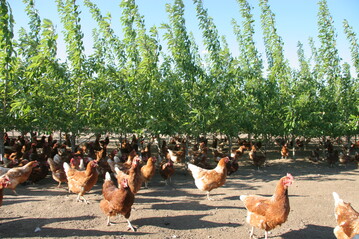 Gezielte Bepflanzung dient zur Zuflucht und als Schattenspender.