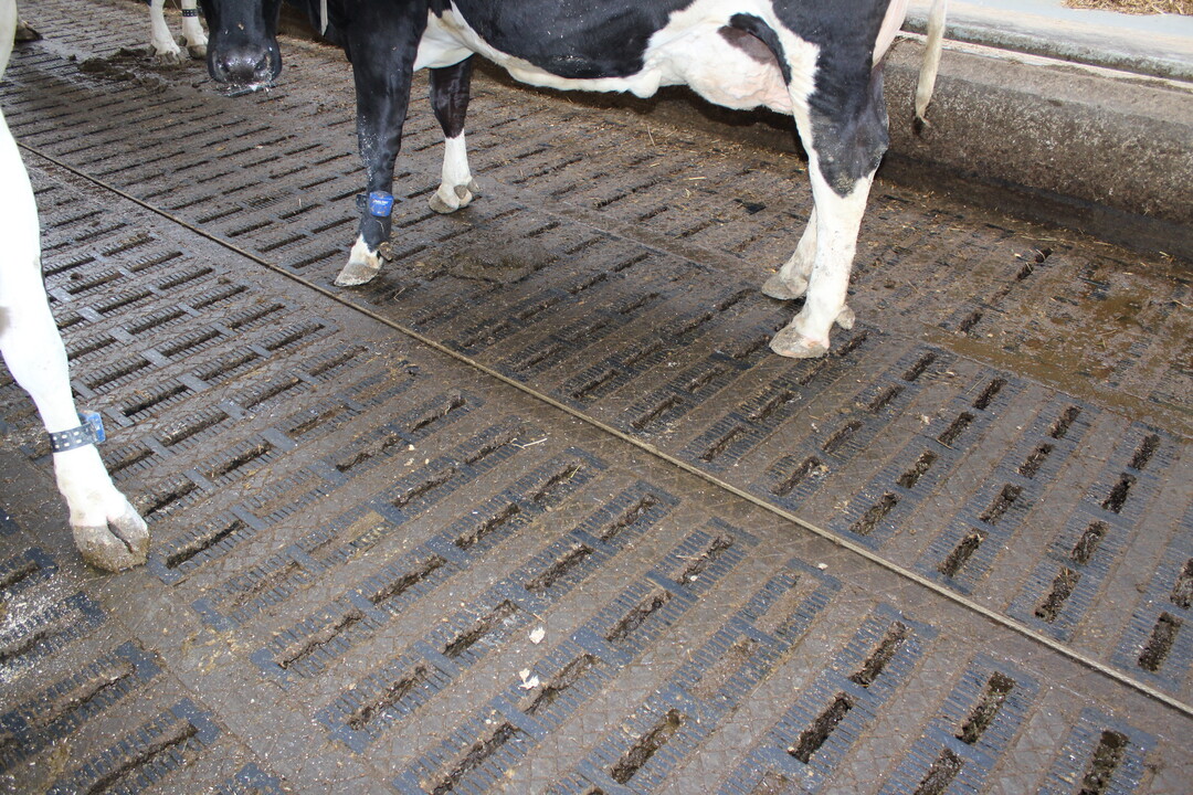 Ecoboden mit station�rem Mistschieber. Die K�he bewegen sich sicher und zeigen ihre Brunst.