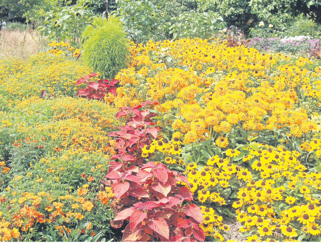 Mit einj�hrigen Sommerblumen f�llen Sie ganze Blumenbeete oder stopfen L�cken im Blumenbeet. Klassiker in Gelb sind die verschiedenen Sonnenhutvariationen (Rudbeckia, rechts), rote Bl�tter spenden Buntnesseln und in Orange oder gelb bl�hen Tagetes (links).