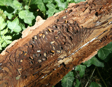 Borkenk�fergefahr: Forstbetrieben und Waldbesitzenden r�t die FVA zu erh�hter Aufmerksamkeit und intensiven Kontrollen.