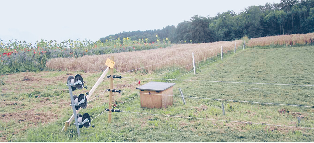 Ein dreilitziger Elektorzaun mit einem entsprechend leistungsstarken Zaunger�t bietet guten Schutz vor den Schwarzkitteln.