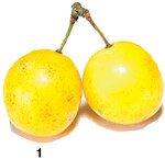 Auch die süße Mirabelle gehört zu den Pflaumen.