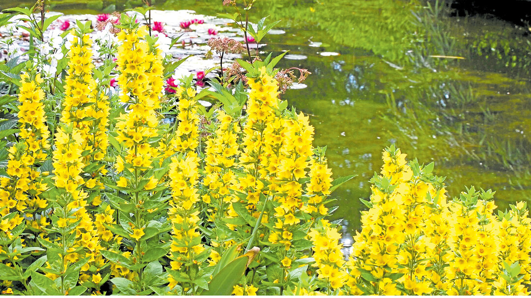 Feuchte B�den am Uferrand des Teiches im Halbschatten sind ideal f�r den Goldfelberich (Lysimachia punctata).