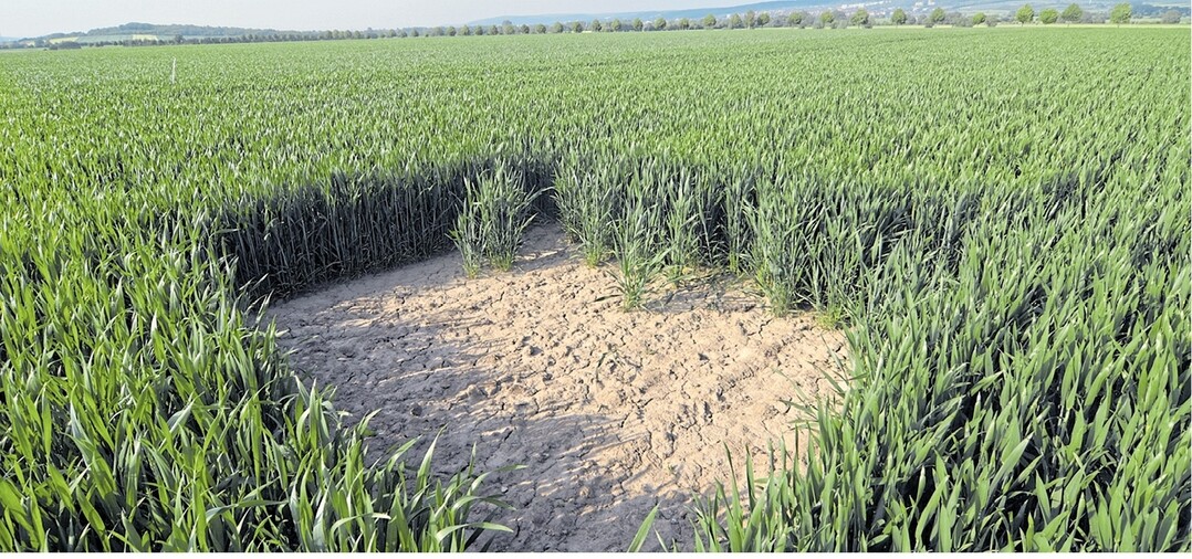 Sieht aus, als ob der Landwirt beim S�en geschlampt h�tte: Ein Lerchenfenster. Die Bodenbr�ter nutzen diese eigens f�r sie angelegten Freistellen im Feld zum Starten und Landen.