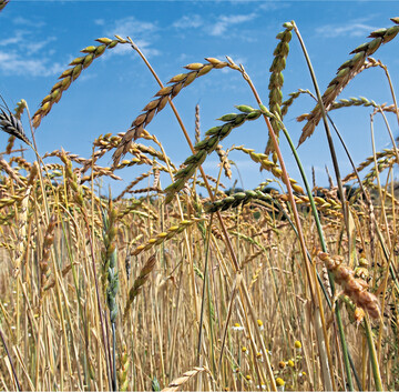 Der Sonne entgegen: Biodinkel genie�t gegenw�rtig eine komfortable Nachfrage, die Erzeugerpreise sind attraktiv.