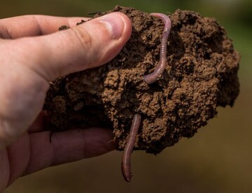 Achten Sie auf eine möglichst regenwurmfreundliche Bodenbearbeitung.