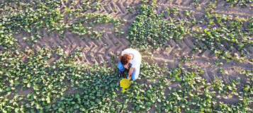 Graben Sie die Gelbschalen am besten an mehreren Stellen im Rapsfeld auf Bodenhöhe ein.
