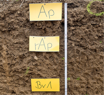 Eine typische Braunerde. Die Abk�rzungen stellen die �blicherweise in der Bodenkunde verwendeten Bezeichnungen der Horizonte dar.