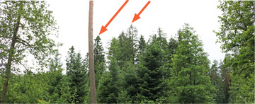 Die Trockenheit der vergangenen Jahre hat viele B�ume geschw�cht. Bevor die B�ume absterben, werden sie gerne von Misteln befallen, wie hier die geschw�chte Tanne links im Bild, rechts daneben erkennt man eine teilabgestorbene Krone.