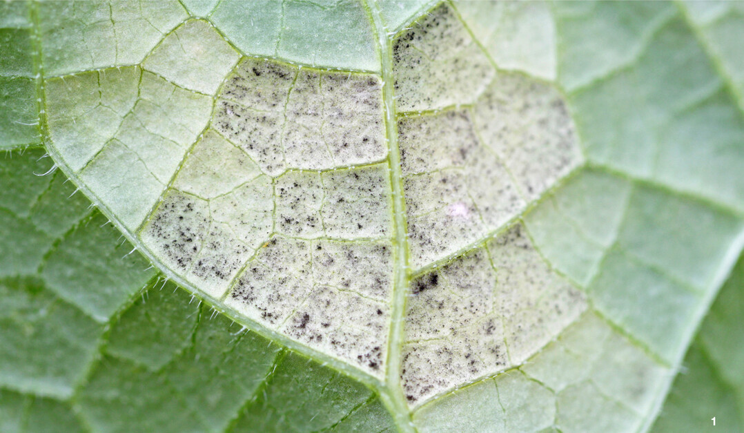 Falscher Mehltau: Sporangienrasen auf der Blattunterseite einer Gurke.