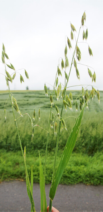 Der Haferanbau in Baden-W�rttemberg ist das zweite Jahr in Folge gewachsen. Trendige Lebensmittel wie Milchersatzgetr�nke helfen dem alten Korn auf die Spr�nge.