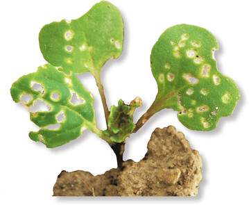 Der Lochfraß ist ein typisches Schadbild des ausgewachsenen Erdflohs .