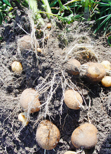 Zwie- und Kettenwuchs beeinträchtigt die Qualität der Kartoffeln stark, da sich Auswüchse bilden.