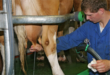 Die Lebensleistung der badenwürttembergischen Milchkühe hat sich im vergangenen Jahr erneut erhöht.