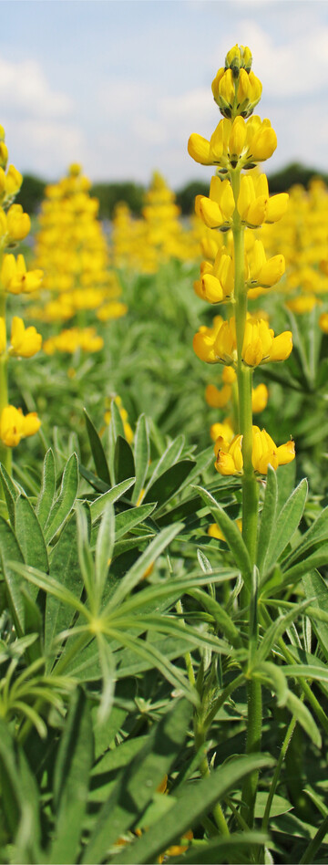 Lupinen werden als Druschfrüchte noch unterschätzt.