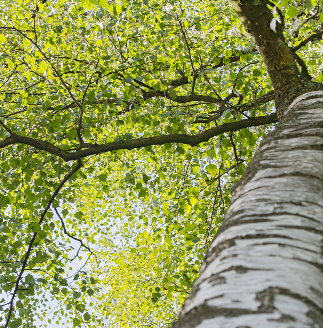 Birken entfernen Mikroplastik aus dem Boden Mithilfe von B�umen k�nnten mit Mikroplastik belastete B�den saniert werden. Erstmals zeigen Forschende unter Leitung des Leibniz-Instituts f�r Gew�sser�kologie und Binnenfischerei (IGB), dass die H�nge-Birke w�hrend der Wachstumsphase Mikroplastik �ber die Wurzeln aufnimmt. Die Forschenden markierten Mikroplastikk�gelchen mit fluoreszierendem Farbstoff und gaben sie in die Erde von eingetopften B�umen. Nach f�nf Monaten untersuchten sie Wurzelproben mithilfe von Fluoreszenz- und konfokaler Laser-Scanning-Mikroskopie. Sie fanden fluoreszierendes Mikroplastik in verschiedenen Abschnitten und Schichten des Wurzelwerks. Der prozentuale Anteil der Wurzelabschnitte mit Mikroplastikpartikeln betrug bei den Versuchsb�umen f�nf bis 17 Prozent. Die Aufnahmerate von Mikroplastik und die Auswirkungen auf die Gesundheit der B�ume m�ssen noch untersucht werden. Aber diese Pilotstudie deutet darauf hin, dass die Birke ein echtes Potenzial f�r langfristige L�sungen zur Bodensanierung hat - einschlie�lich der Verringerung der Menge an Mikroplastik im Boden und m�glicherweise im Wasser", sagt Kat Austen, die Hauptautorin der Studie.