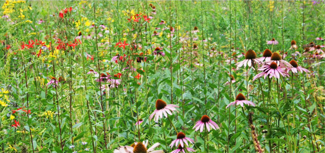 Purpursonnenhut z�hlt zu den wichtigsten Farbtr�gern in der Pr�riepflanzung.