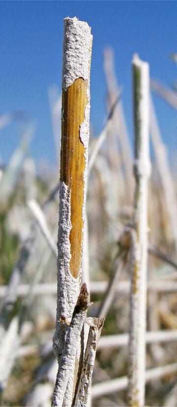 Kalk auf einem Stoppelfeld.