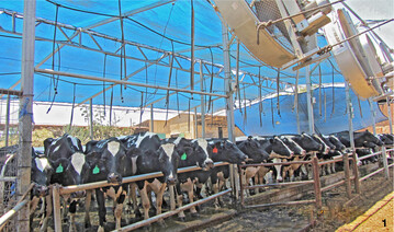 Ein Blick ins Ausland: Israelische Kühe besuchen im Sommer zwischen den Melkzeiten Duschplätze, die das Fell der Kühe anfeuchten. Ventilatoren sorgen für den Luftaustausch.
