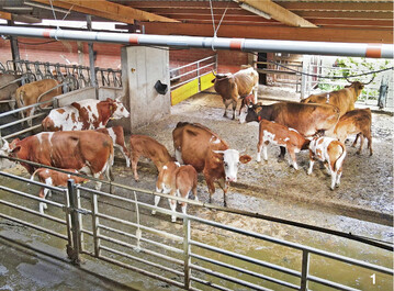 Auf dem Hof Gasswies von Familie Rutschmann wird der Melkwarteraum nach dem Melken als Begegnungsraum für Kühe und Kälber genutzt.