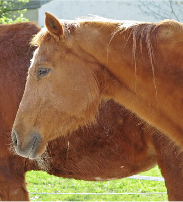 Am Cushing-Syndrom erkranken vorzugsweise ältere Pferde.