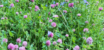 Die leuchtenden Bl�ten des Roten Wiesenklees stechen im Gr�n von Wiesen und G�rten hervor.