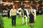 Siegerfärse Holsteins, Edeldame von Dieter Schänzel Essingen