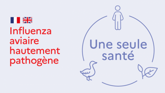 Bis Anfang April erhielten in Frankreich gut 21 Millionen Enten jeweils zwei Impfungen gegen die Gefl�gelpest.