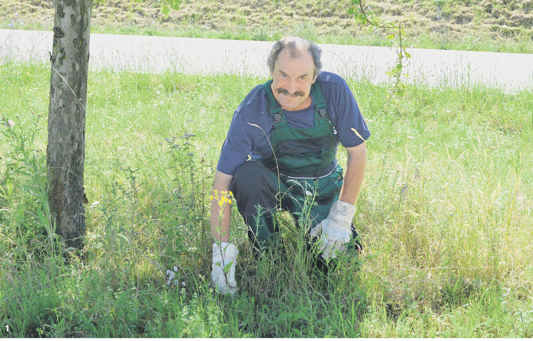 Sicherheit geht vor: Beim Ausrei�en sollten Handschuhe getragen werden, um m�glichen Sch�den vorzubeugen