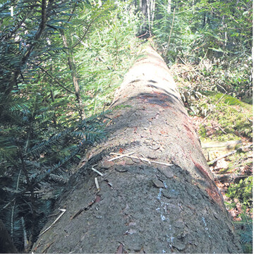 Die am 8. Juli 2015 gef�llte und aufgearbeitete Fichte wurde am 20. Juli im Bestand auf Borkenk�ferbefall kontrolliert. Beim ersten Blick sieht man �berall auf der Stammoberfl�che Bohrl�cher vom Buchdrucker im gesamten Stammverlauf und Bohrl�cher in der Krone vom Kupferstecher (2b).