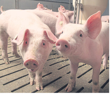 Um die Futteraufnahme in der zweiten Aufzuchth�lfte zu steigern, sollten die Rationen in punkto Eiwei�gehalt entsprechend ausgestattet werden.