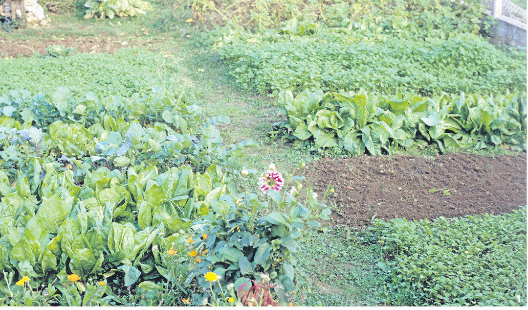 Gr�neinsaaten sind in jedem Garten einfach und auch beetweise m�glich.