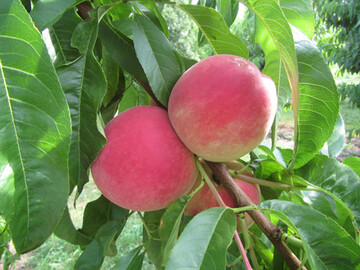 Die wei�fleischige Pfirsichsorte Barbara ist fr�h und ertragreich.