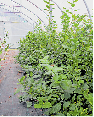 Im Anzuchttunnel werden Pflanzen angezogen, die sp�ter mit verschiedenen Pflanzenschutzmitteln zum Test auf deren Wirksamkeit behandelt werden.