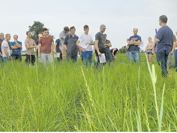 Auf dem Zentralen Versuchsfeld in Ki�legg werden Gr�sersorten f�r die Gr�nlandansaat oder -nachsaat umfangreich gepr�ft. Ein Schwerpunkt liegt dabei auf dem Deutschen Weidelgras.