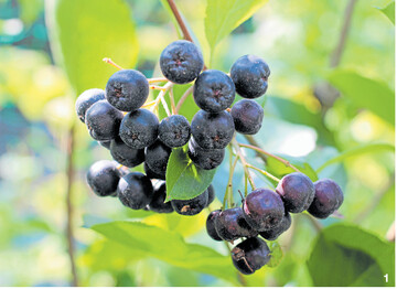 Apfelbeeren �hneln kleinen �pfeln und enthalten besonders viele gesundheitsf�rdernde Inhaltsstoffe.