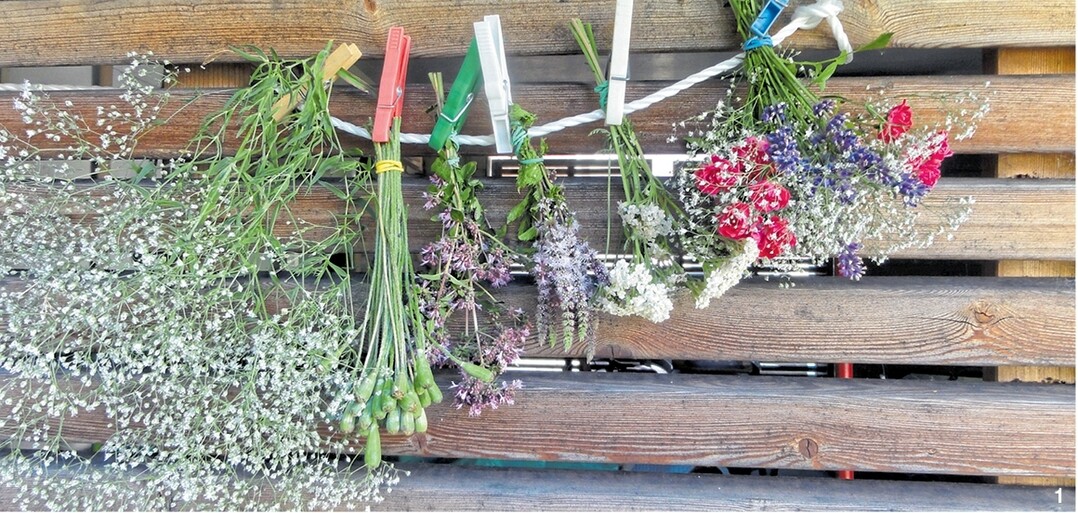 Die Blumen werden kopf�ber zum Trocknen aufgeh�ngt.