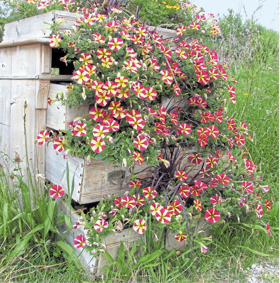 Renaturiert statt restauriert: Die Schubladen dieser sch�nen alte Kommode machen sich noch hervorragend als Pflanzkisten.