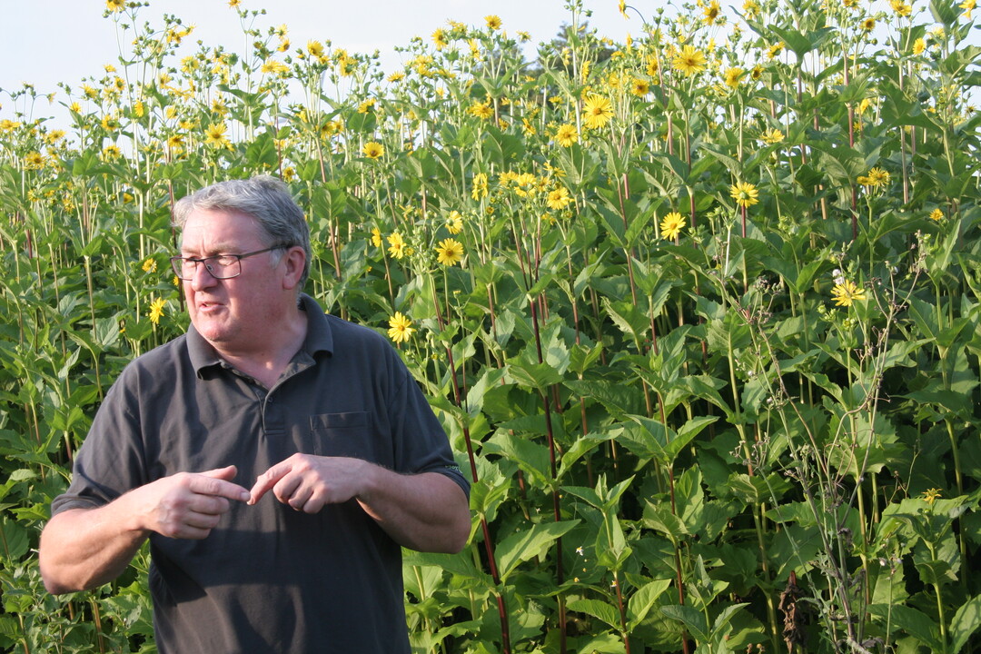 Winfried Vees vor seinem Silphie-Bestand. Die Dauerkultur bringt nicht so viel Gas wie Mais, ist aber eine sehr gute Bienenweide.