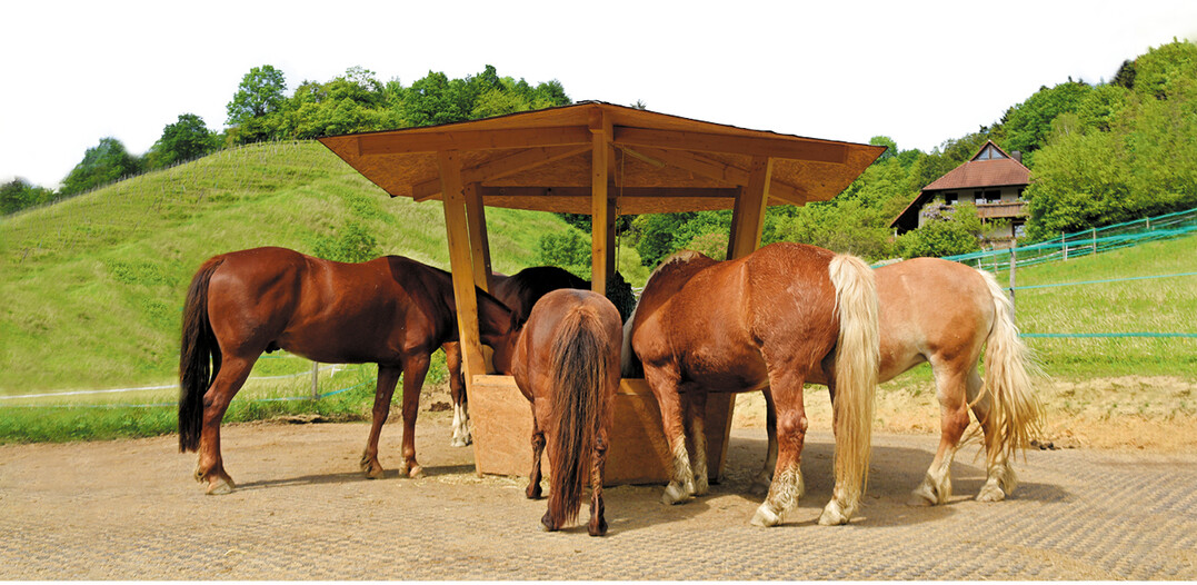 Stark frequentierte Bereiche, zum Beispiel um Heuraufen, sollten besonders gut befestigt und leicht zu reinigen sein.