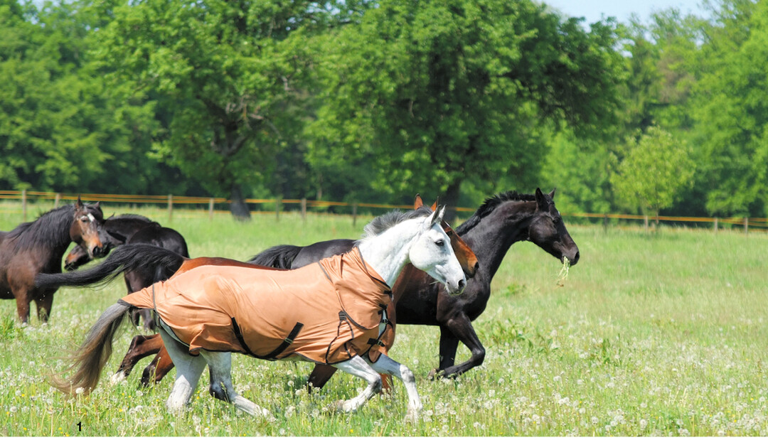 Sommer, Sonne, Stechm�cken: Empfindliche Pferde, wie beispielsweise Sommerekzemer, sch�tzt man am besten mit einer speziellen Decke.