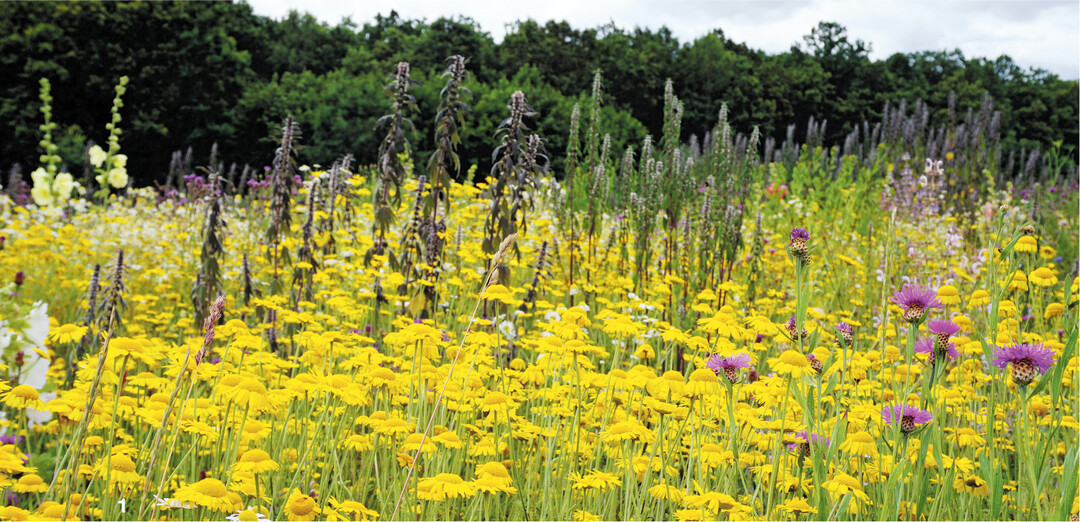 Wildpflanzen f�r die Biogasproduktion  hier Veitsh�chheimer Hanfmix der bayerischen LWG  stellen eine hervorragende Pollen- und Nektarquelle f�r viele Insekten dar. In Untersuchungen auf solchen Fl�chen wurden auch vom Aussterben bedrohte Arten nachgewiesen.
