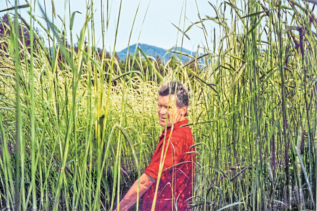 Helmut Oehler in einem Waldstaudenroggenbestand: Das Urgetreide wird rund zwei Meter hoch und ist daher lageranf�llig, darum sollte es  wenn �berhaupt  nur sehr sparsam ged�ngt werden.